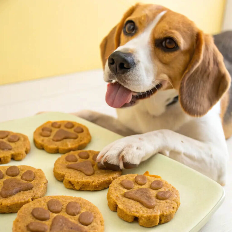 3 Ingredient Pumpkin Oat Peanut Butter Dog Treats