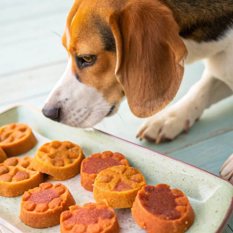Dehydrated Pumpkin & Apple Chewy Treats