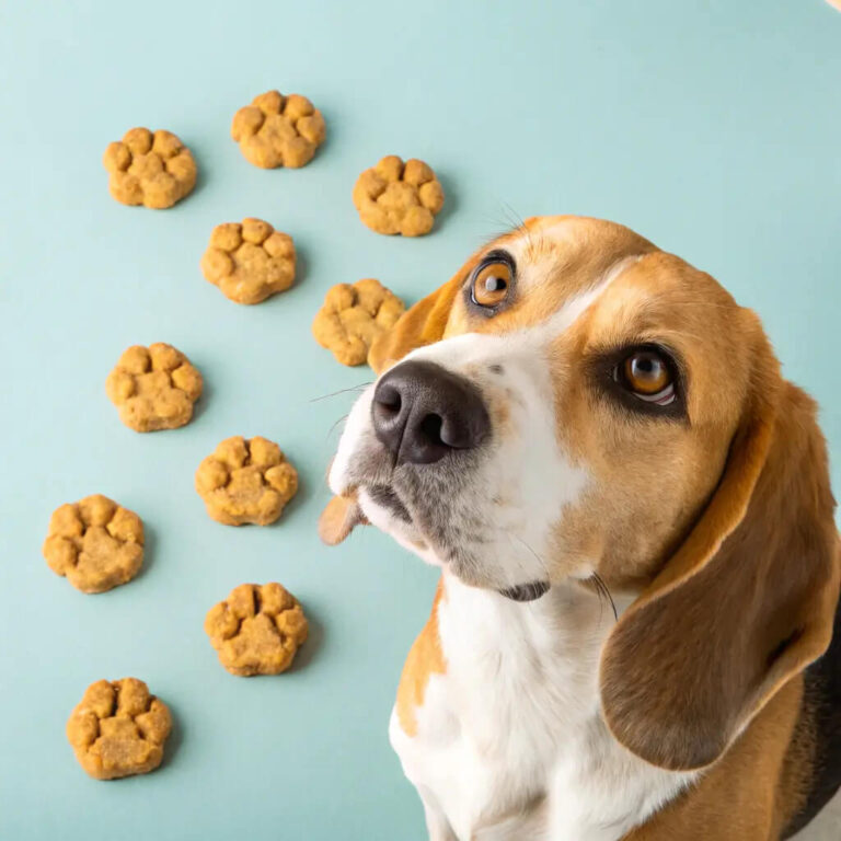 Dog Treats For Sensitive Stomachs