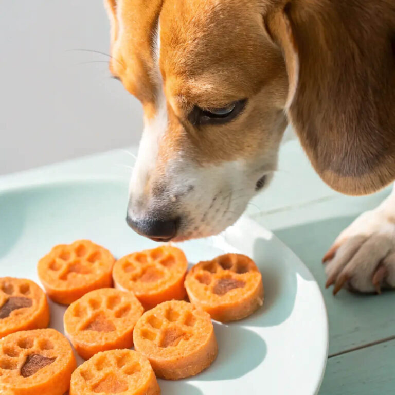 Homemade Carrot Applesauce Dog Treats