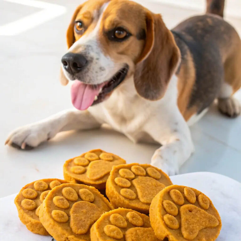 Homemade Pumpkin Dog Food Recipes