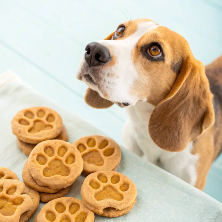 Homemade Soft Dog Treats