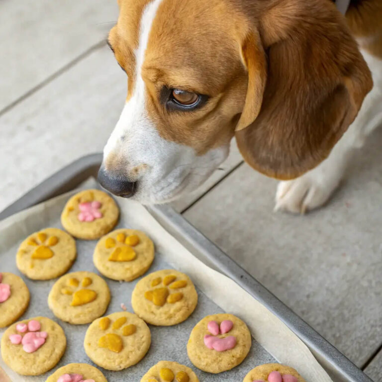Baked Egg, Apple & Turmeric Cookies For Dogs