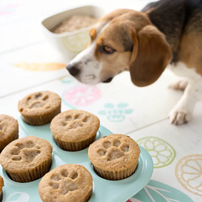 Frozen Sardine, Banana & Coconut Oil Muffins For Dogs