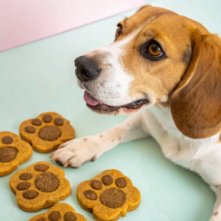 Lamb & Sweet Potato Comfort Dog Biscuits