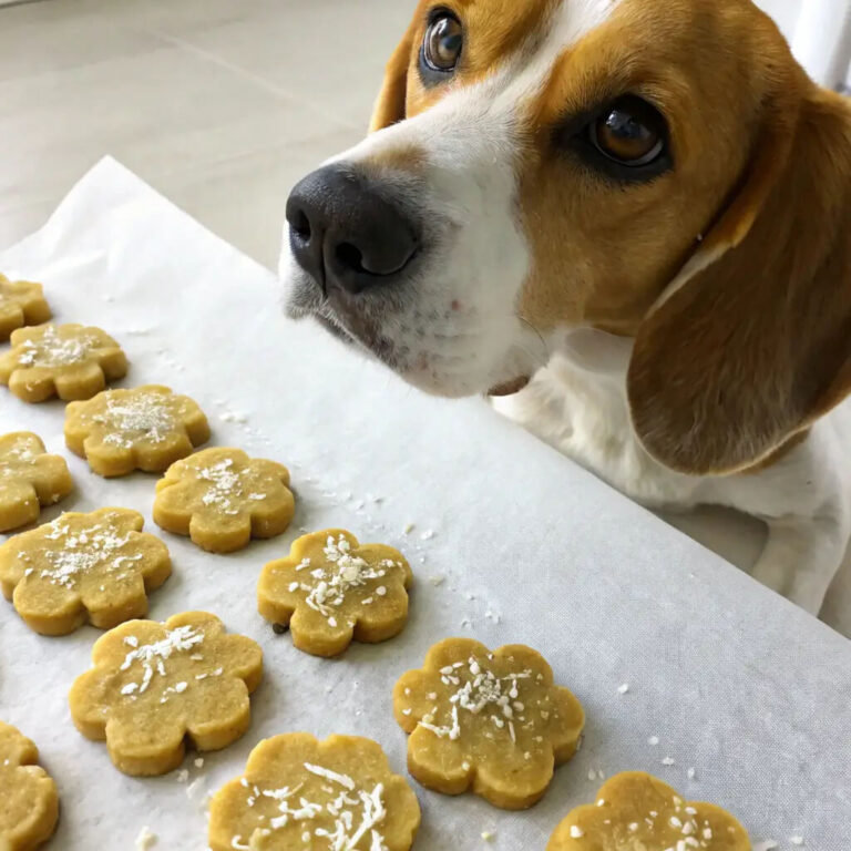 Mango & Coconut Island Dog Biscuits