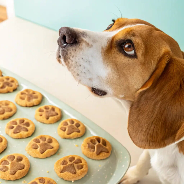 Peanut Butter Apple Pie Dog Cookies