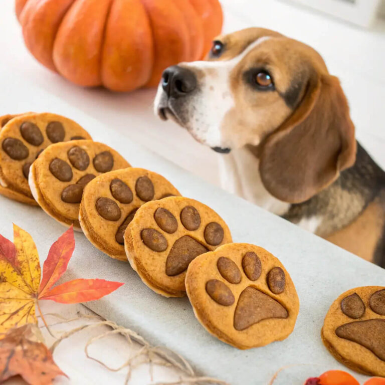 Pumpkin & Carob Autumn Dog Cookies